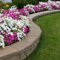 ANNUALS VS PERENNIALS – WHICH IS RIGHT FOR YOU?