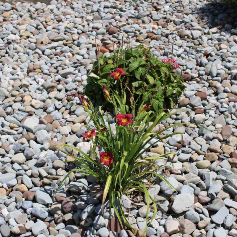 Greenville, PA Commercial Landscape Maintenance Team